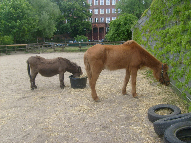 ponies